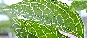 Forsycja zielona (Forsythia viridissima) Kumson